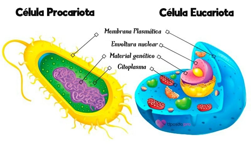 tipos de células más comunes