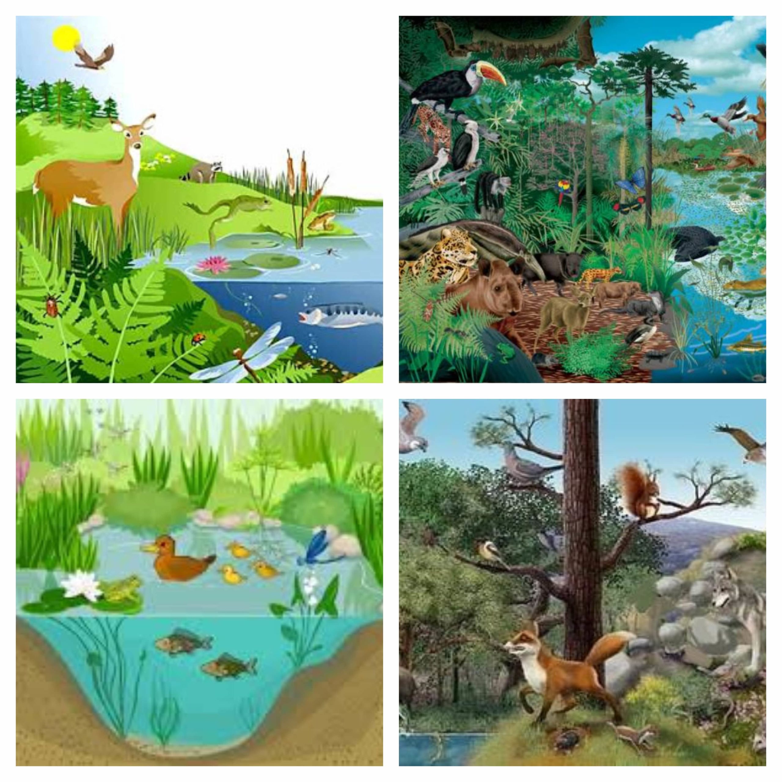 ▷ Tipos de ecosistemas ✓ Los 6 tipos de ecosistemas de la tierra