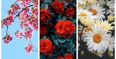 tipos de flores