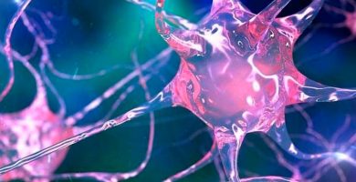tipos de neuronas