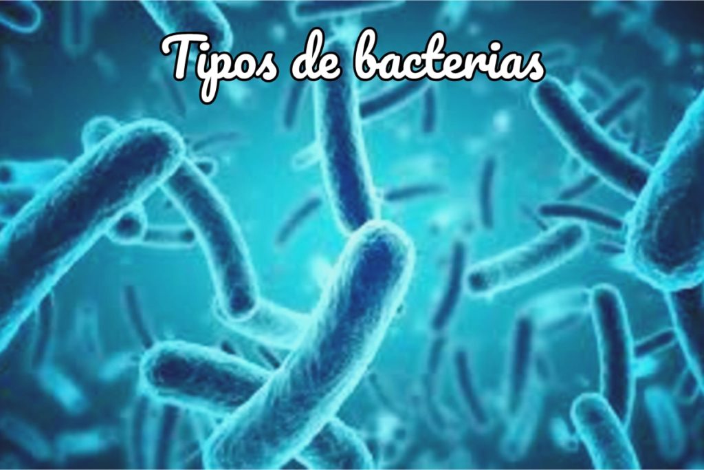 tipos de bacterias - todas las clasificaciones de bacterias, tipos y caracteristicas